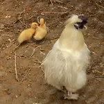 Hébergement de vacances Balanquier Lagarde (Haute-Garonne)