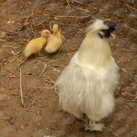 Balanquier Holiday home Lagarde (Haute-Garonne)