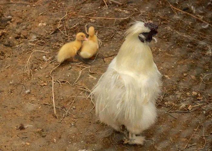 بيت للعطل Balanquier Lagarde (Haute-Garonne)